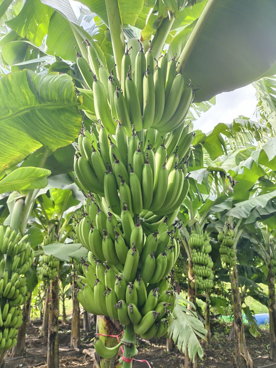 Green Banana